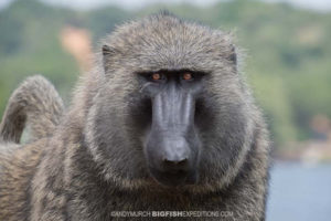 Olive baboon in Uganda