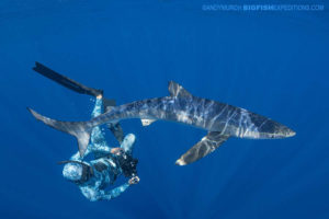 Snorkeling with mako sharks