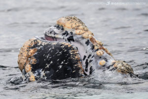 Snorkeling with southern right whales.