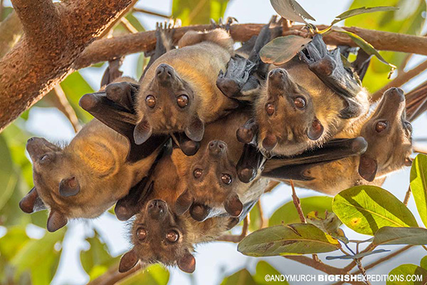 Straw-coloured Fruit Bats