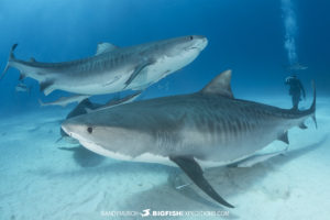 Tiger Shark diving at Tiger Beach