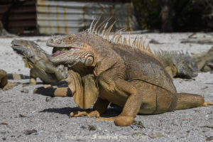 Chinchorro Iguanas