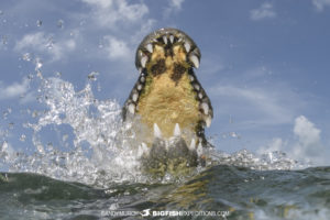 Crocodile diving trip