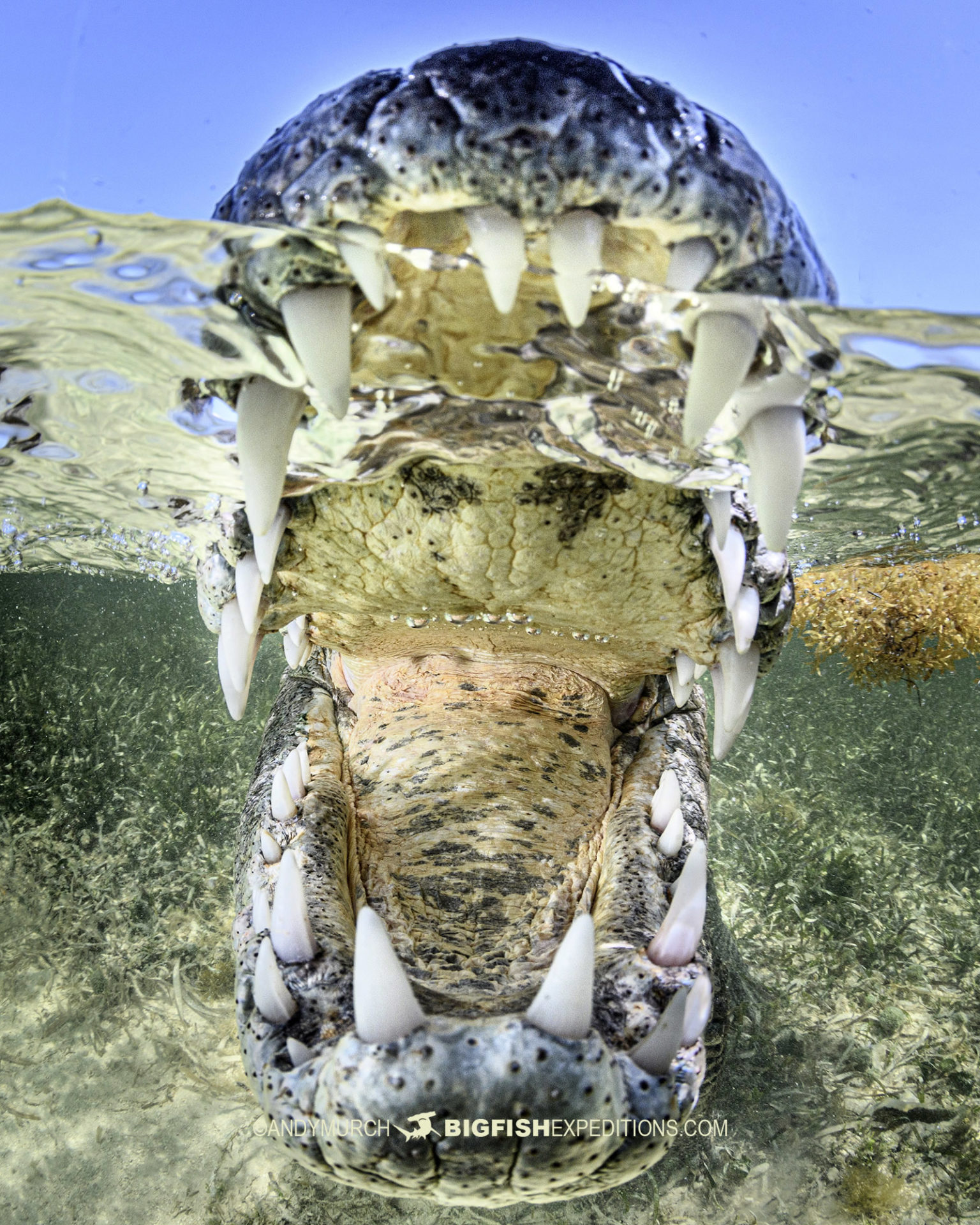 Swimming with Crocodiles