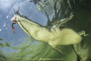 Crocodile eating a lionfish