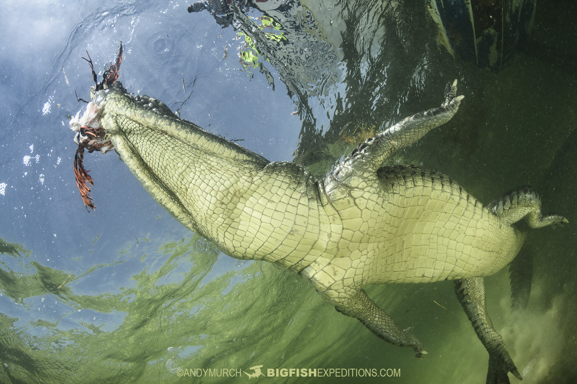 Crocodile eating a lionfish