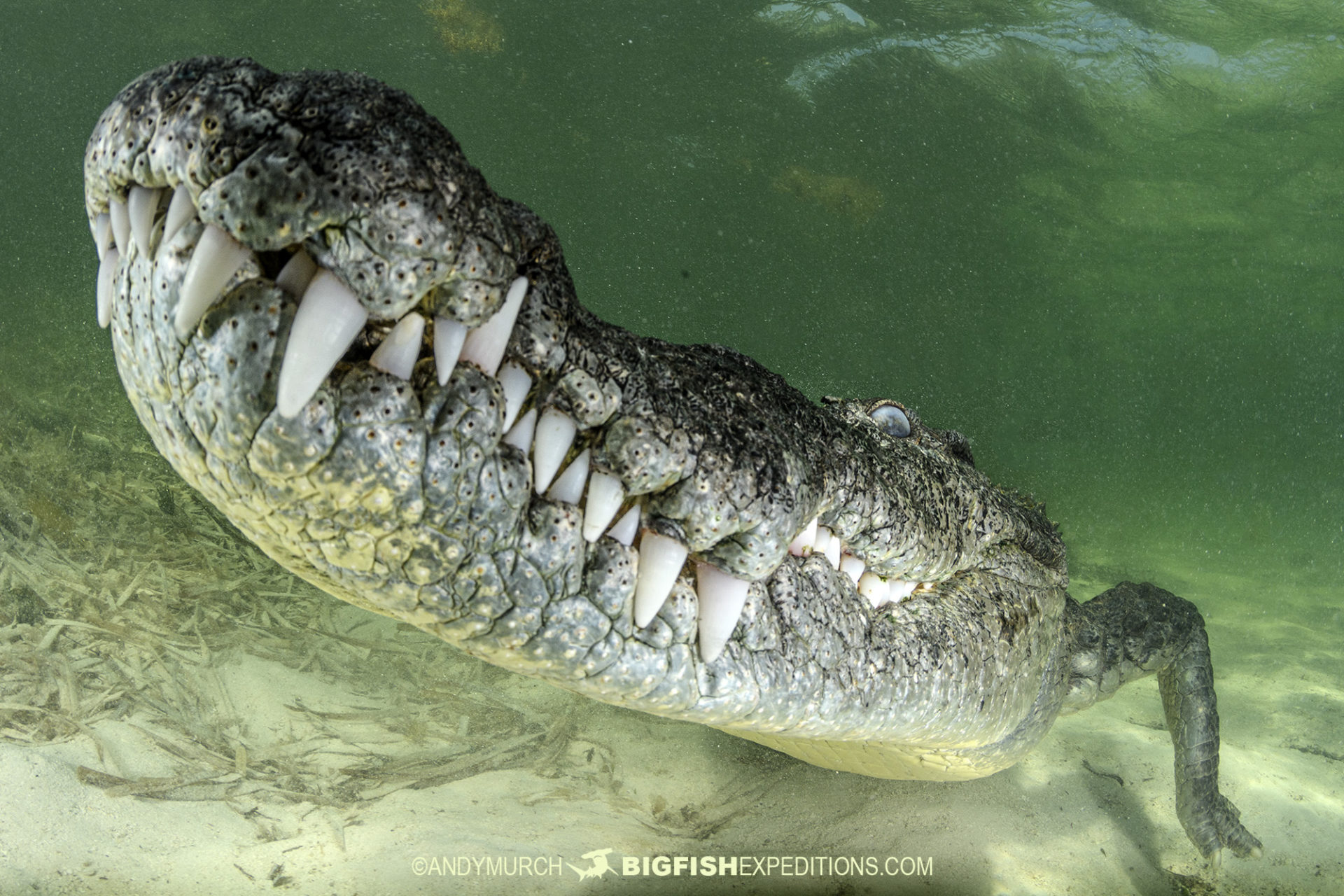 Swimming with crocodiles in Mexico