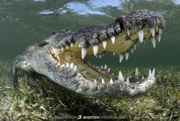 Snorkeling with crocodiles