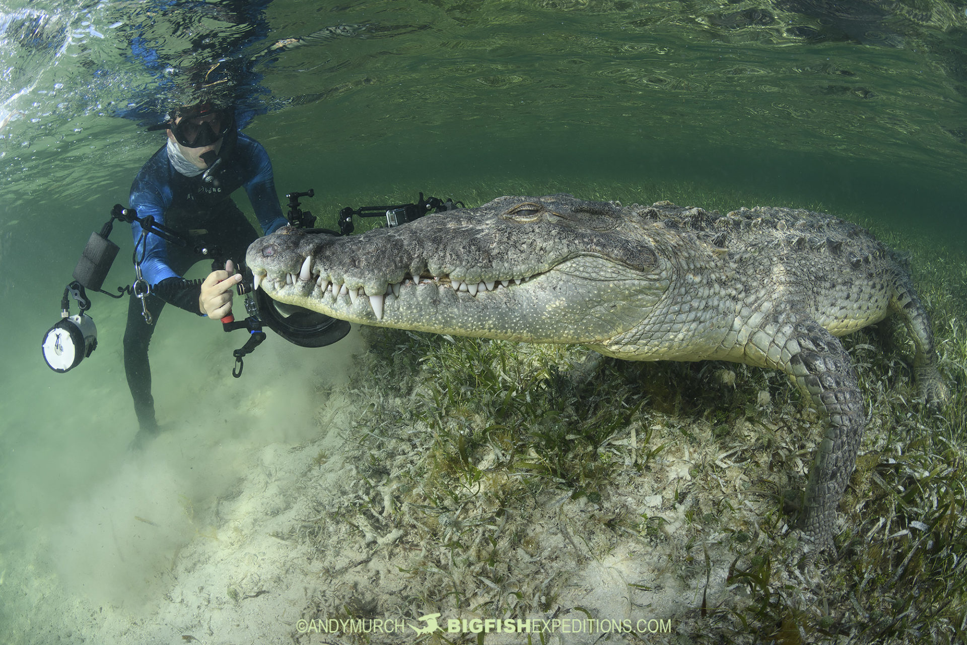 Snorkeling with Crocodiles in Mexico.