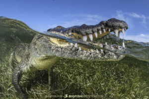 Photographing crocodiles