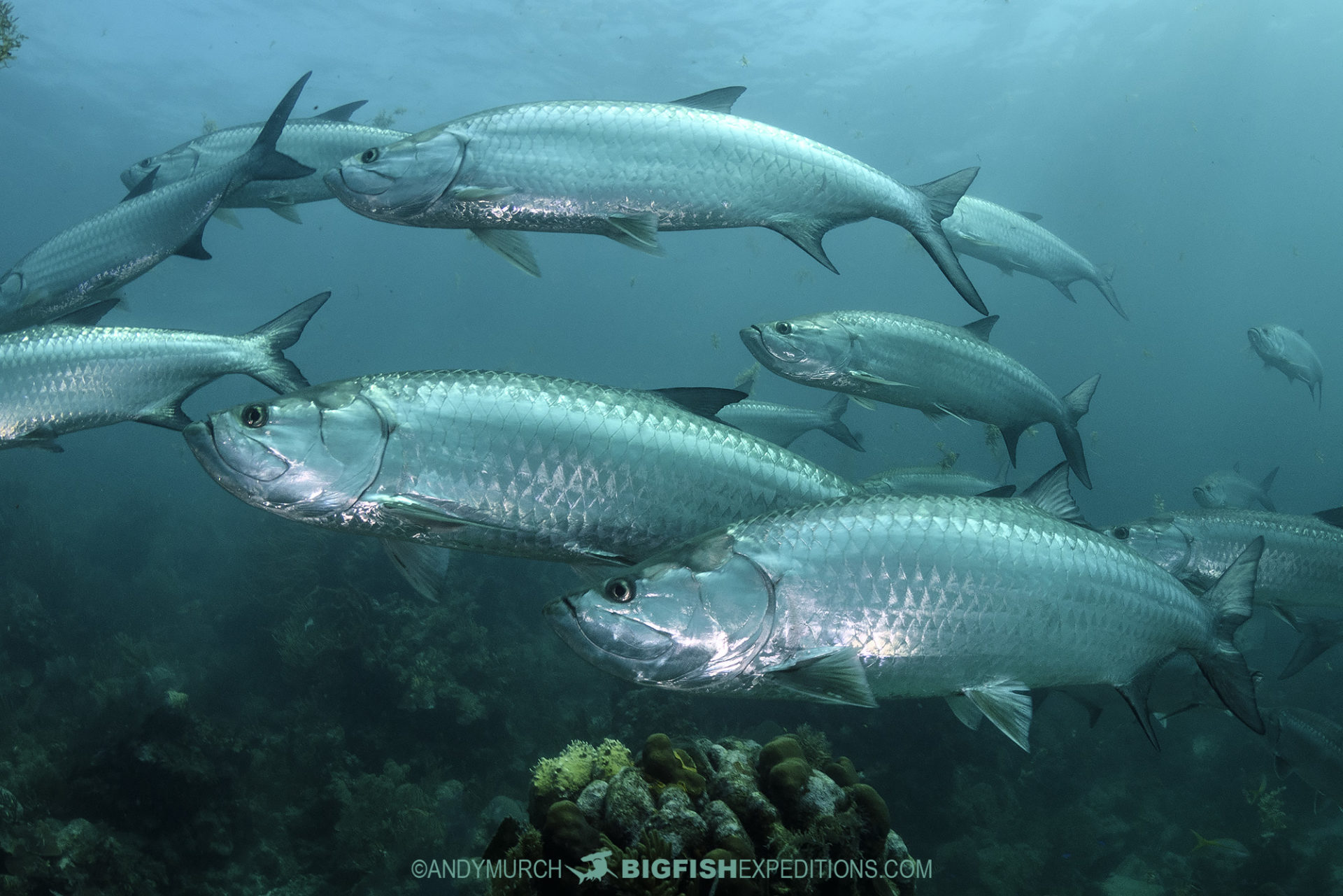 Tarpon diving