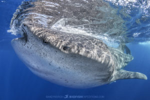 Snorkeling with Whale Sharks in Mexico.