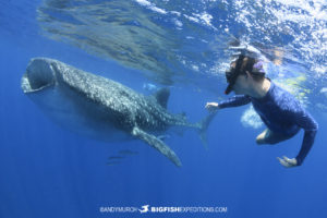 Snorkeling with whale sharks