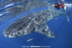 Swimming with whale sharks.