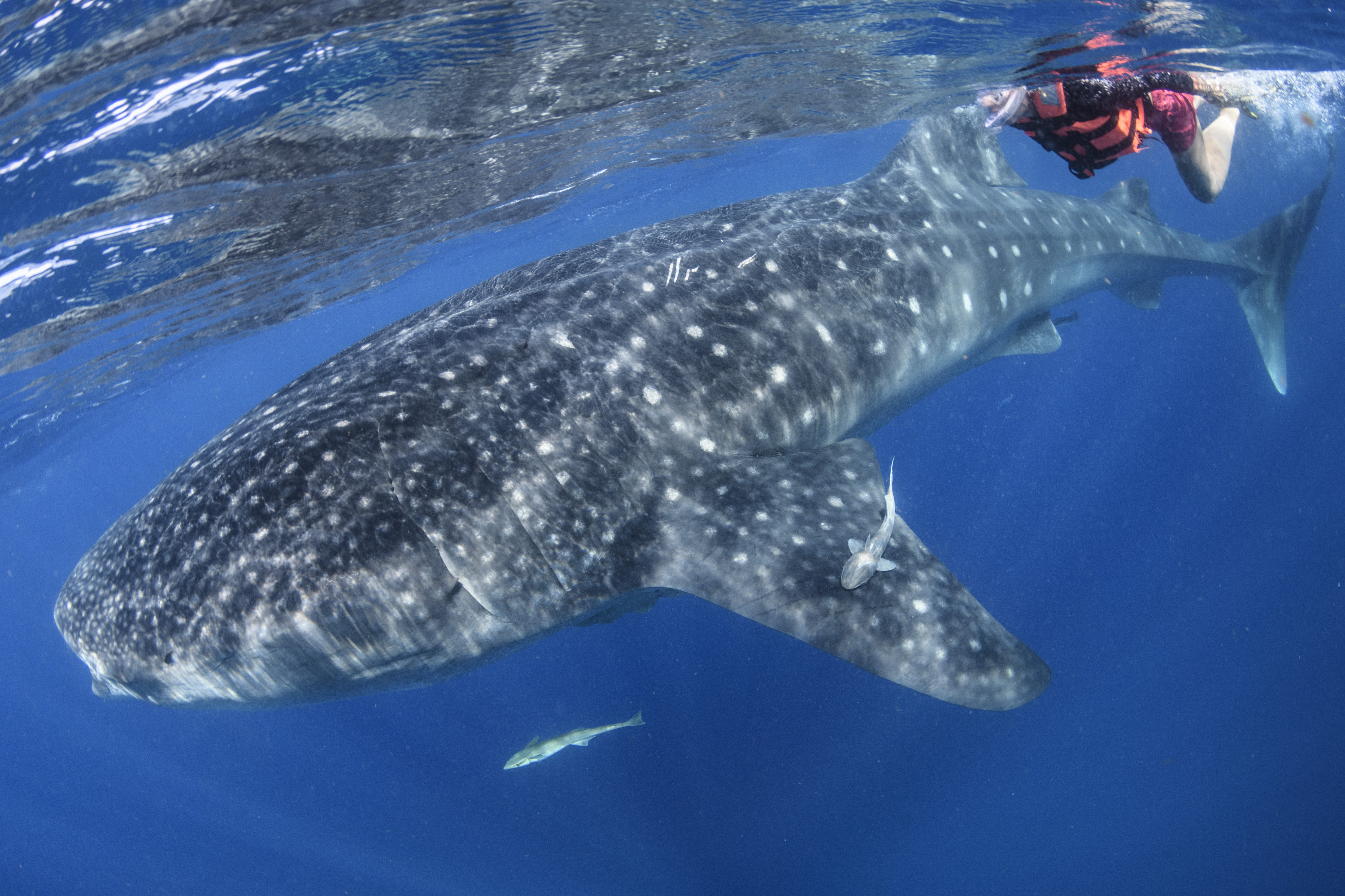Snorkeling with whale sharks in Mexico