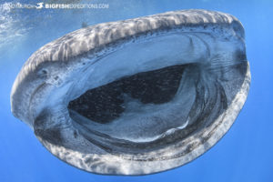 Whale Shark feeding on tuna eggs.