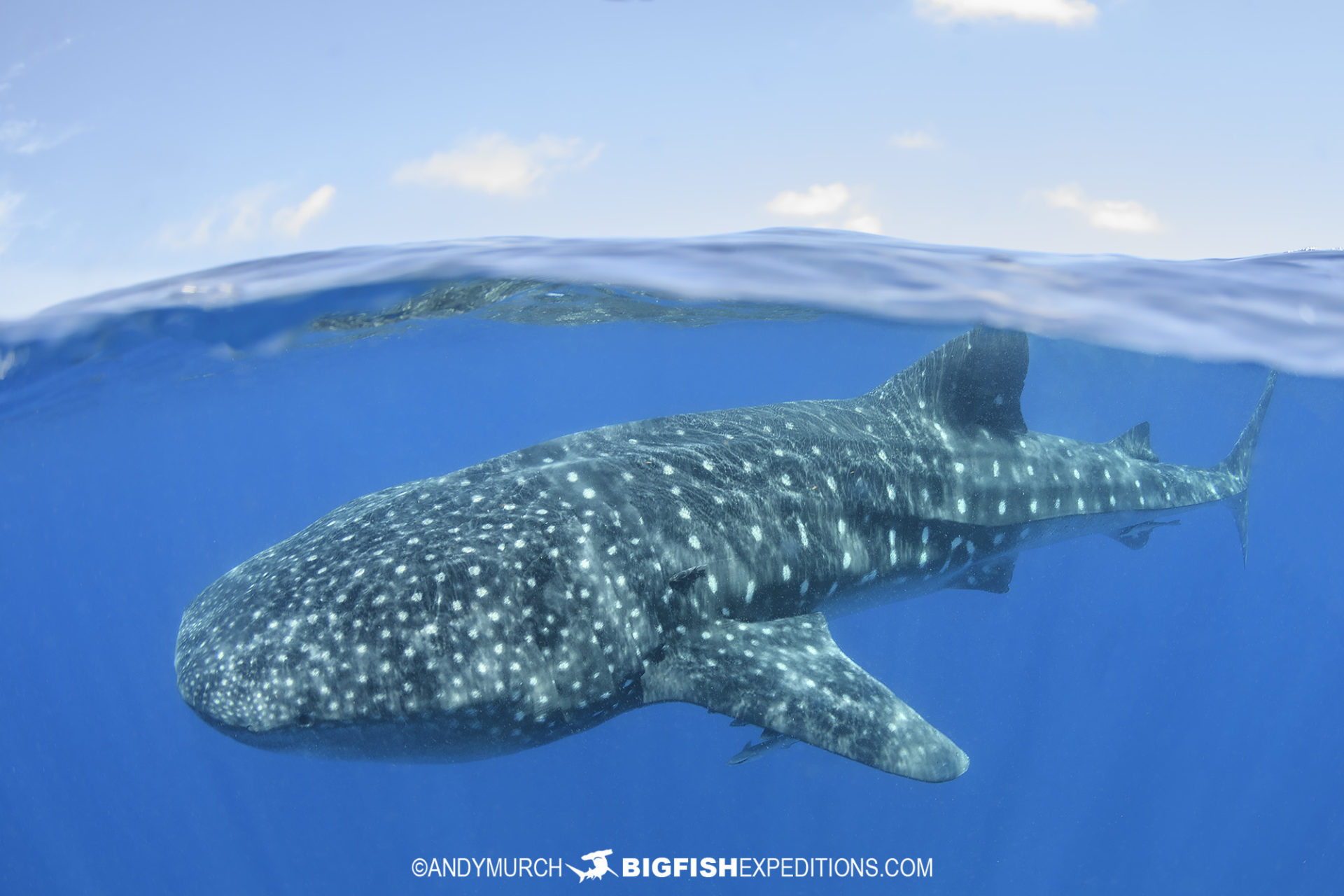 Whale Shark snorkeling trip to Mexico.