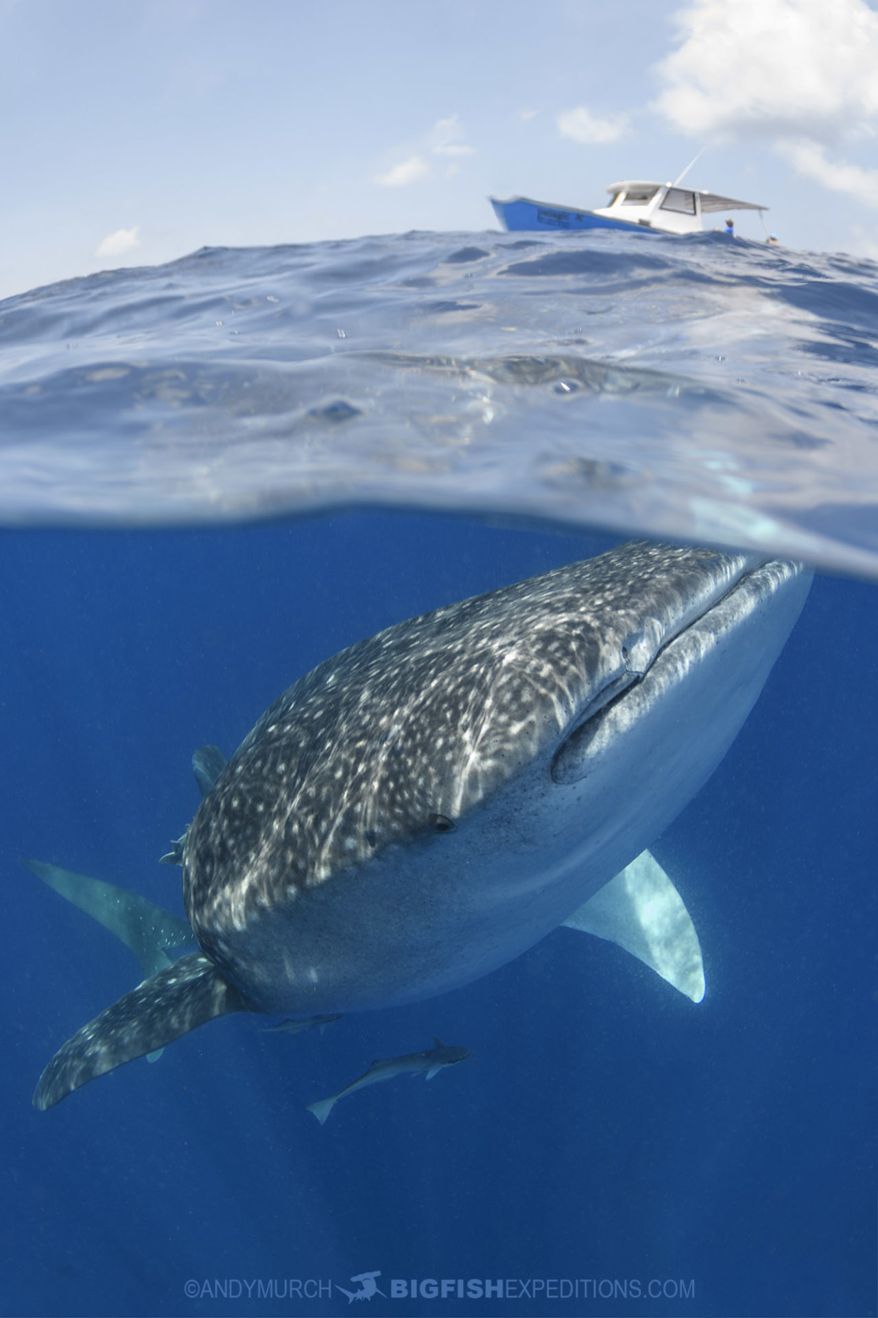 Snorkeling with Whale Sharks in Mexico.