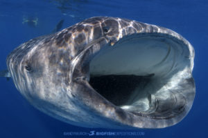 Snorkeling with a feeding Whale Shark.