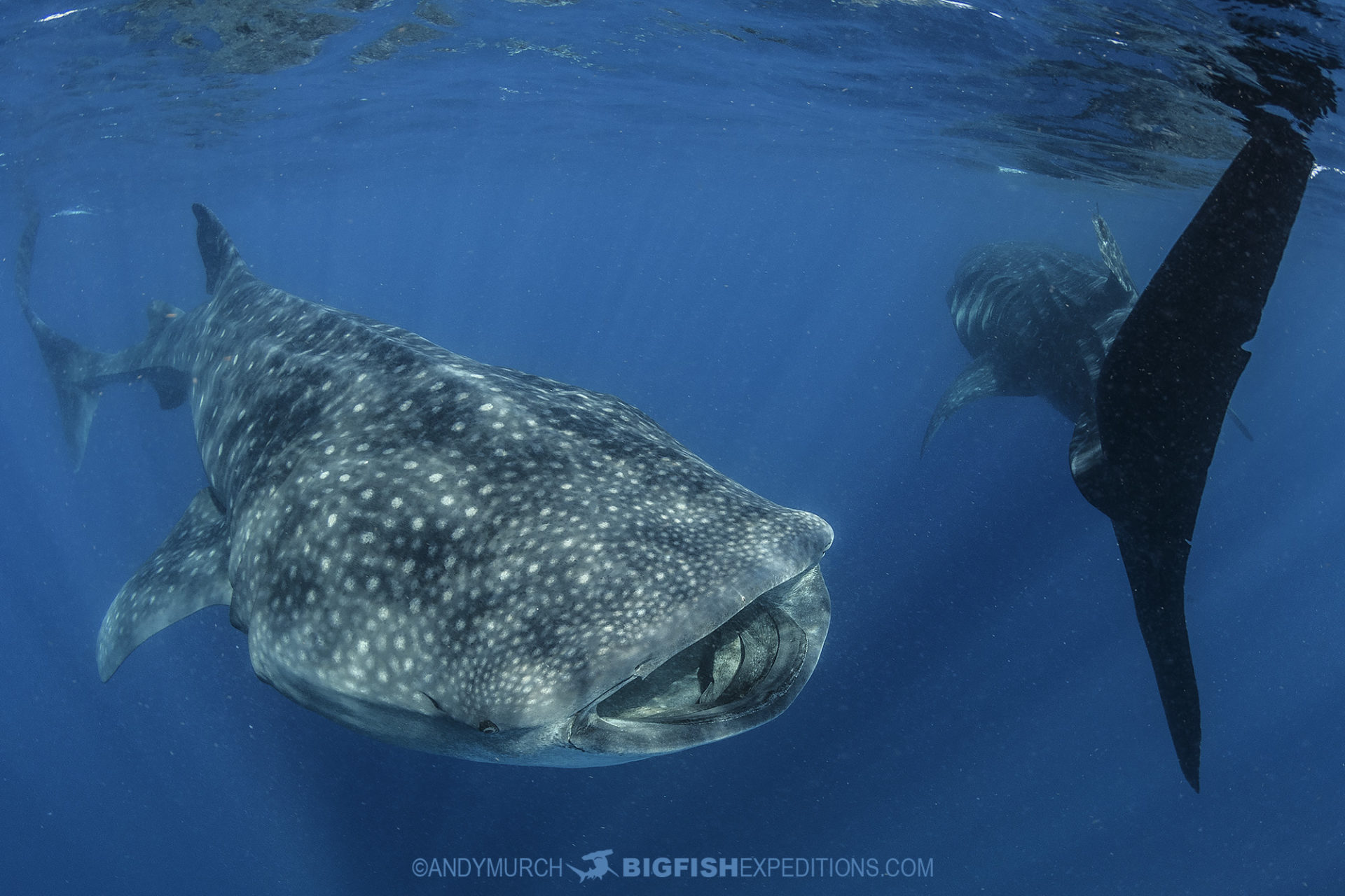 Swimming with whale sharks in Mexico.