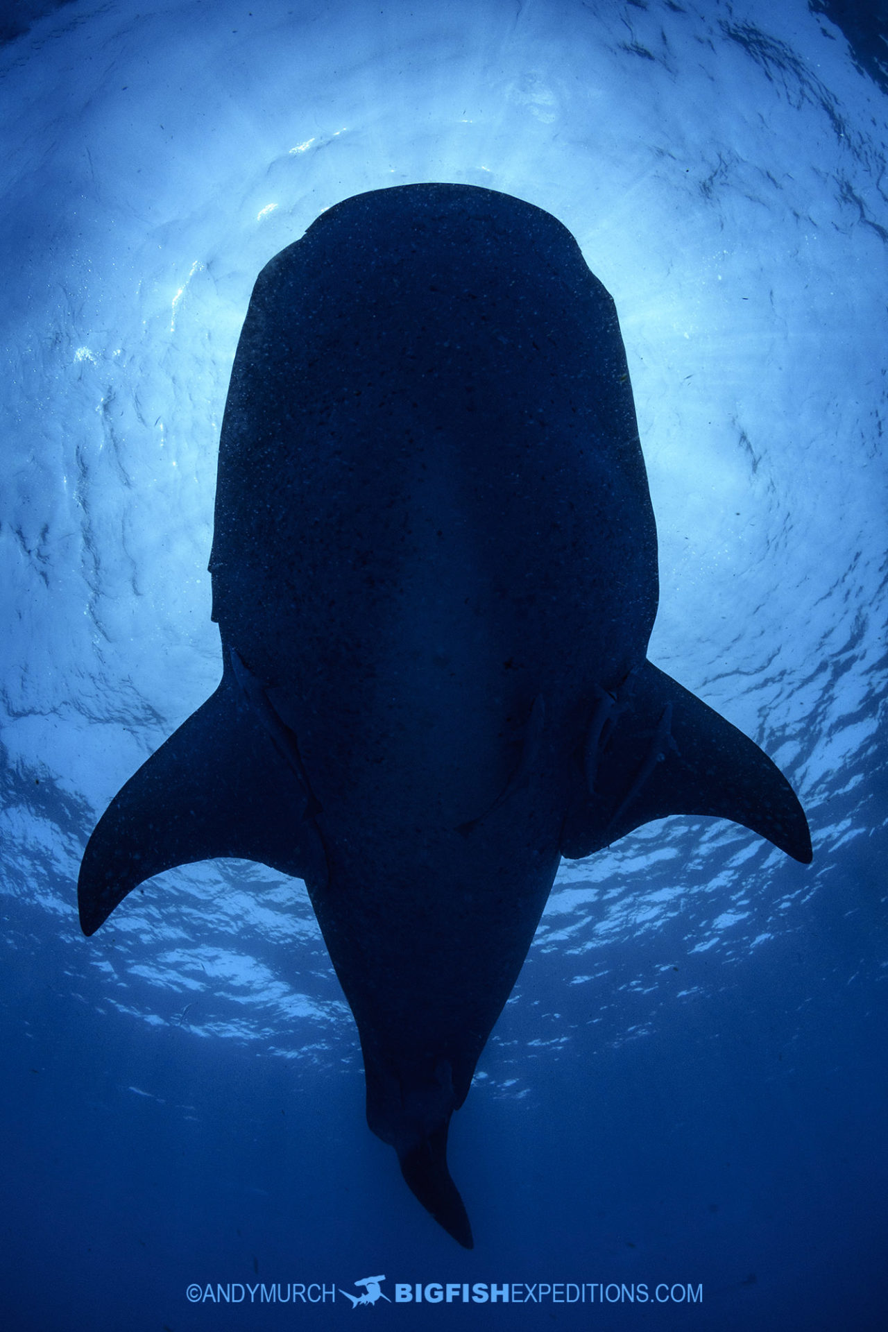 humpback whale silhouette