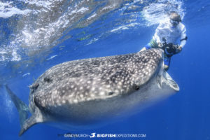 Photographing whale sharks while snorkeling.