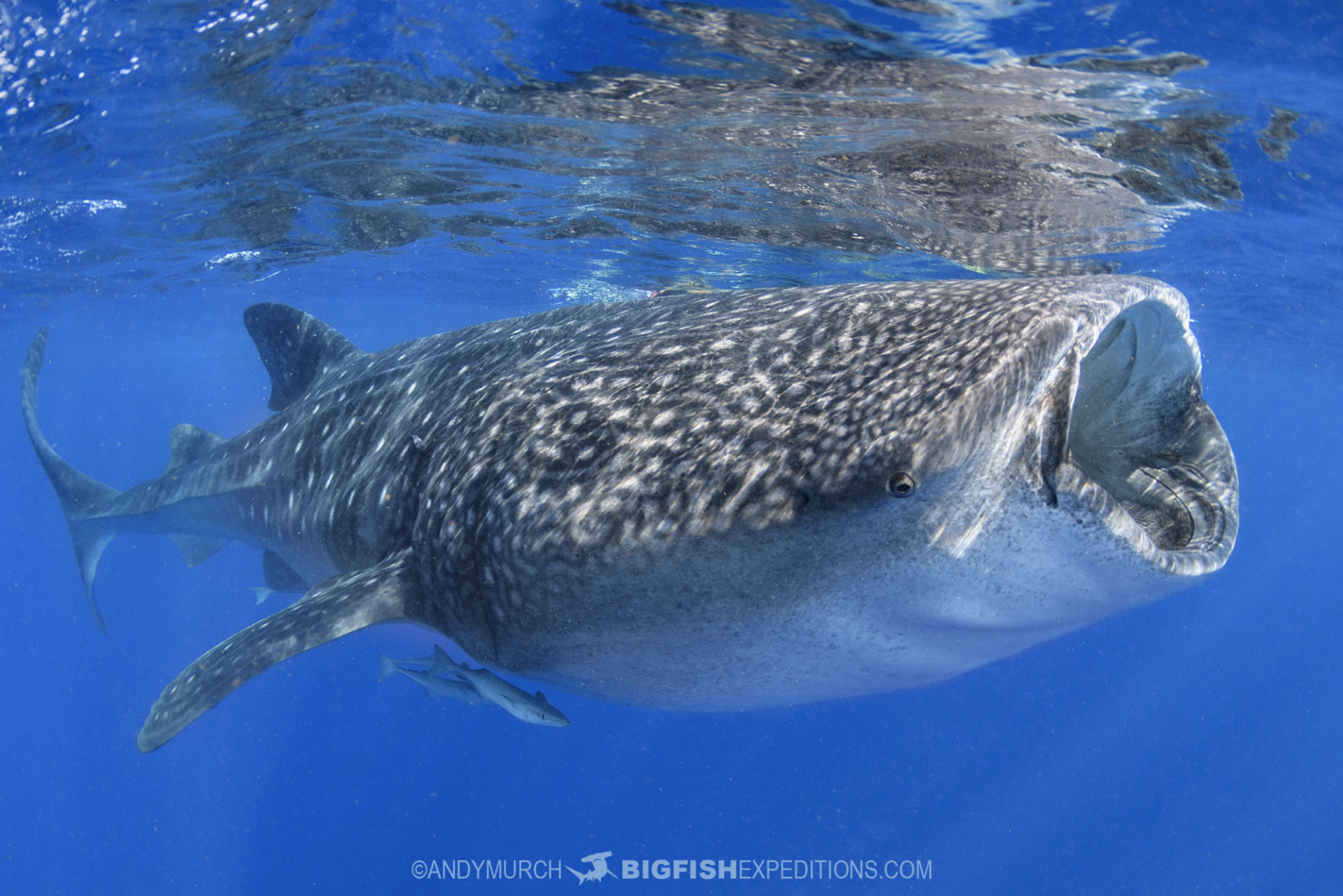 Snorkeling with Whale Sharks in Mexico.