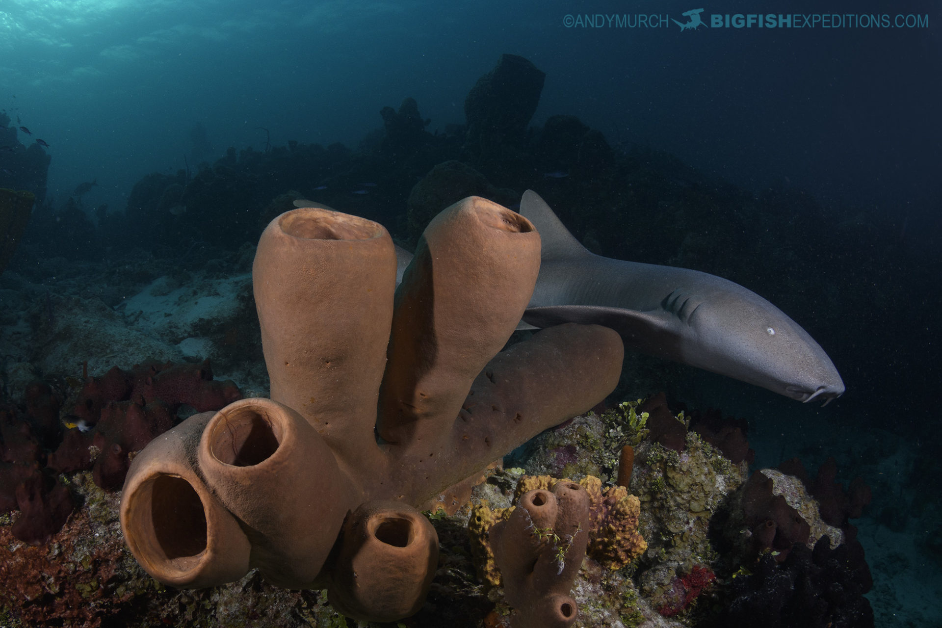 Nurse Shark on a beautiful reef at Chinchorro Atoll