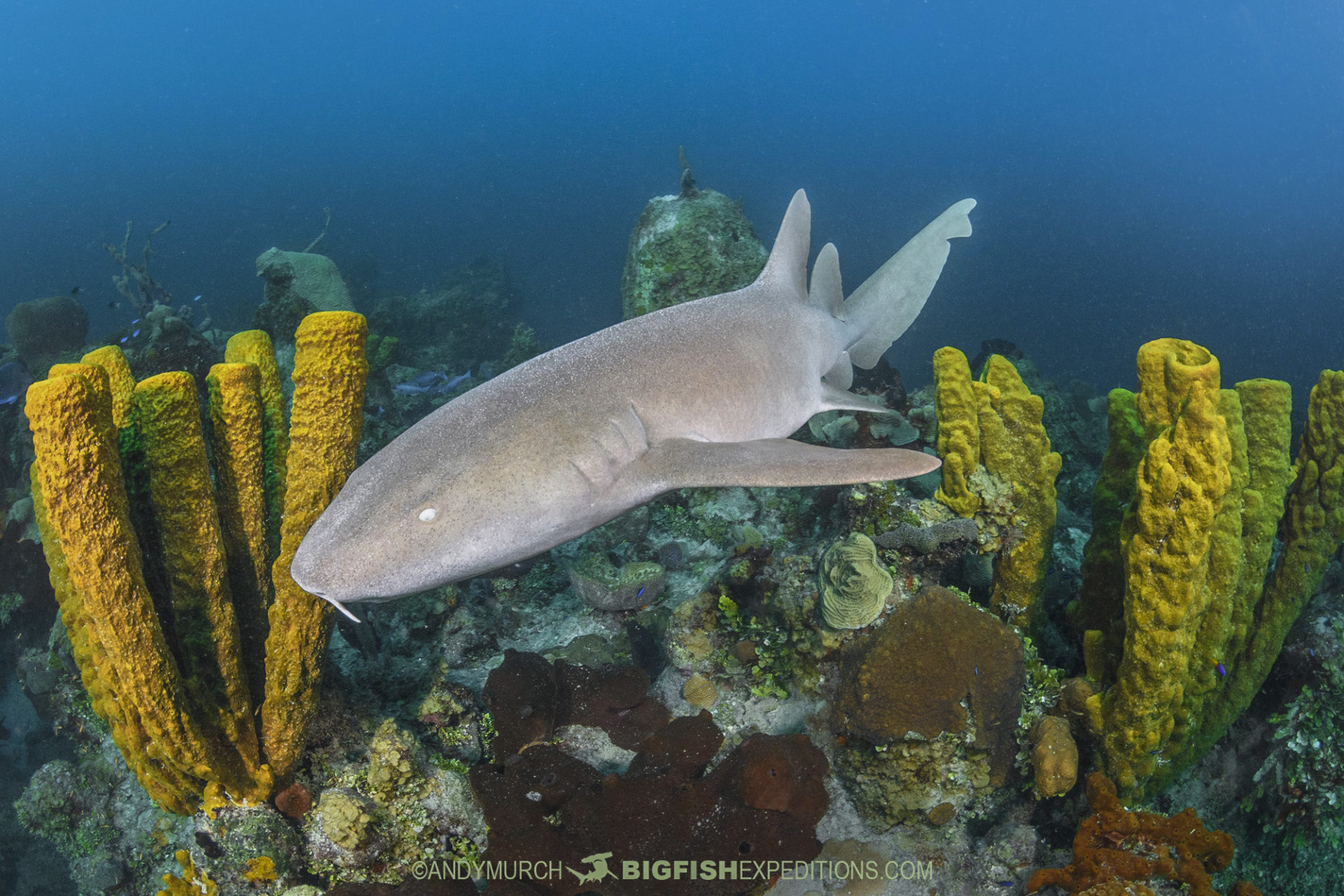 Nurse shark and sponges Chinchorro