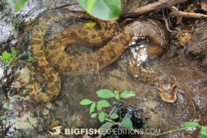 Diving with anacondas in Brazil.