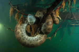 Diving with anacondas in Brazil