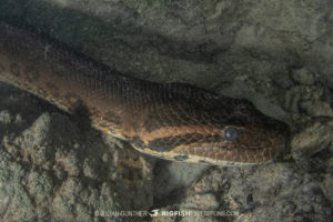 Diving with Anacondas