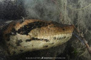 Diving with big Anacondas in Brazil.