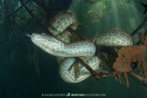 Diving with Anacondas in Brazil.