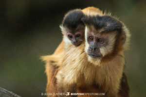 Capuchin Monkeys in Bonito