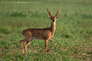 Pampas Deer in Bonito, Brazil.