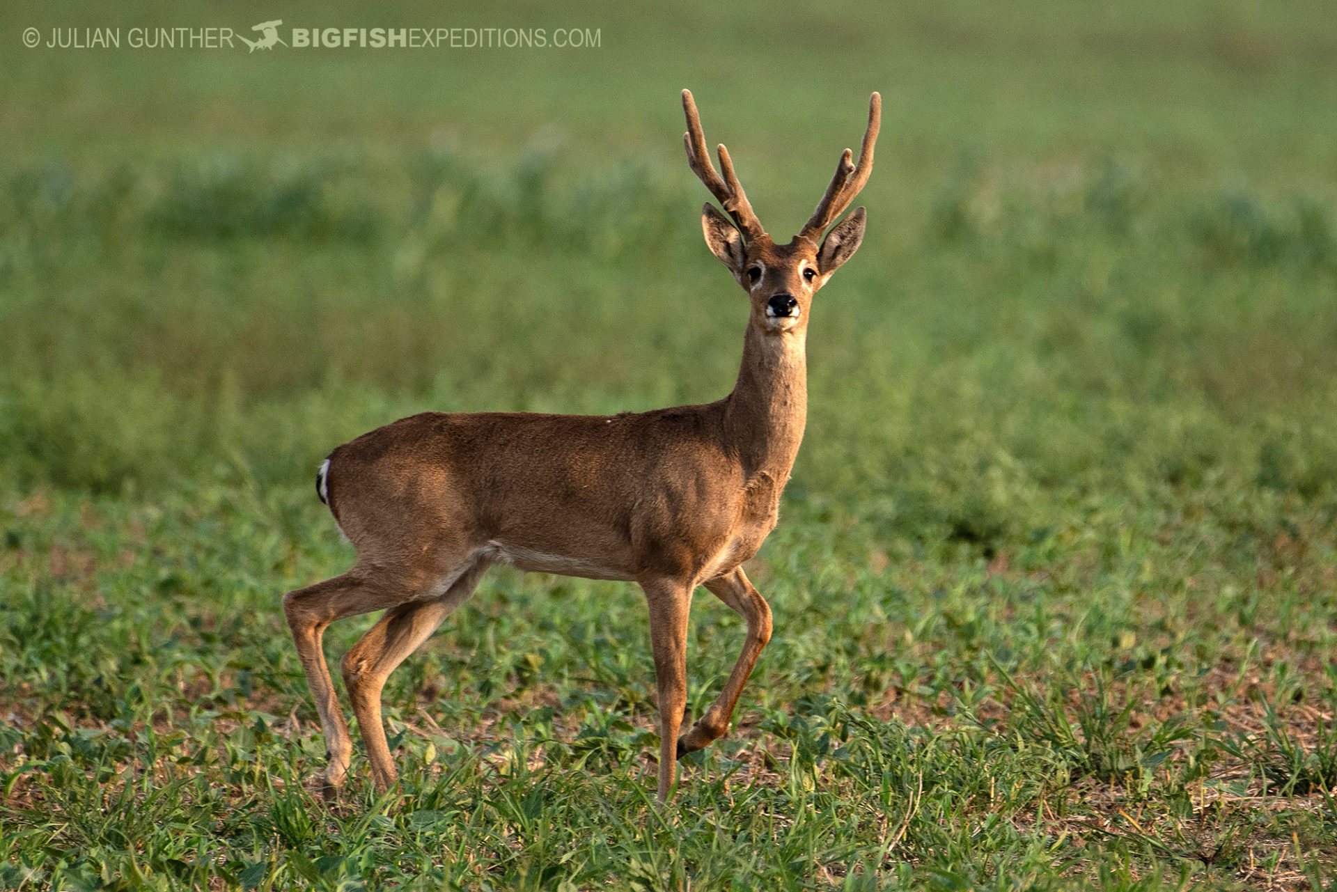 Pampas Deer in Bonito Brazil. Big Fish Expeditions