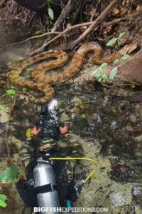 Diving with Anacondas in Brazil