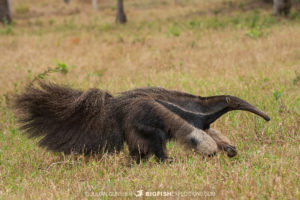 Giant Anteater in Bonito