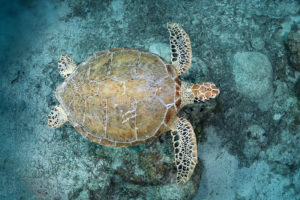 Turtle at Chinchorro Atoll