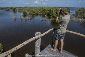 Photographing crocodiles in Chinchorro