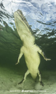 Diving with American crocodiles