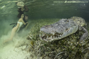 Diving with American crocodiles