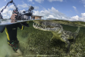 Diving with American crocodiles