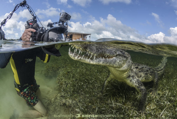 Diving with American crocodiles