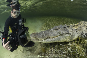 Diving with American crocodiles