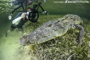 Diving with American crocodiles