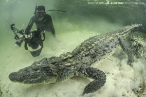 Diving with American crocodiles