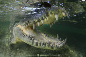 Diving with American crocodiles