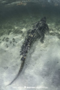 Diving with American crocodiles